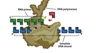 DNA Polymerization #dnareplication  #molecularbiology