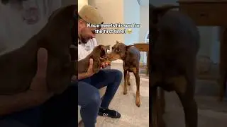 Добро пожаловать в семью, Джуниор 🐾🫶🏽 #шорты #ролики #исследуй