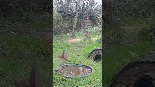 Wild Garden House Sparrows #shorts