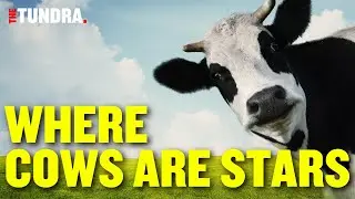Dairy Farm Industry in U.S. Heartland: World Dairy Expo & Beauty of Cows @WorldDairyExpo @UsdaGov