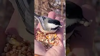 Hand Feeding wild birds during winter #wildanimals #wildlife #wildbirds