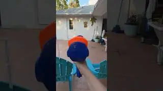 Nerf dog ball launcher showcase #dog #puppy #nerfgun #nerf