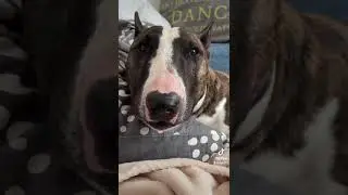ERNESTO genervt.    #dog #hund #pets #minibulli