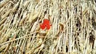 Crop Circle Explanation Part 7 of 11