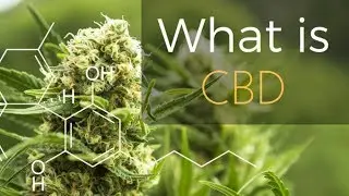 Cbd Oil Forum