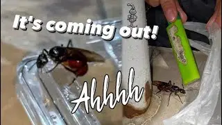 Caught BIGGEST ANTS in the WORLD ?? ~ WHY do I put myself through this...!!