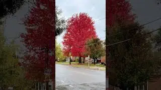 Canada maple tree