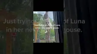 Laugh with our funny animal videos & shorts! #FunnyAnimals #AnimalsShorts #CuteAnimals #AnimalMemes