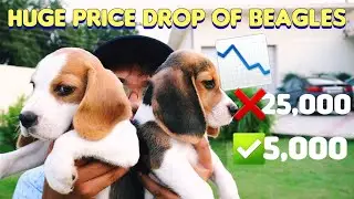 📉PRICE DROP ALERT | Dog Show Quality Beagles starting from INR 5000 | upto INR 20,000 |