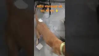 #humanpup #doglover #facts #streetdog #shorts #shortvideo #beinghuman #animals #love #subscribe