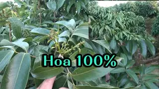 Thăm vườn vải u Hồng sau một tuần điểm báo hoa.