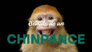 Sonido de un Chinpance