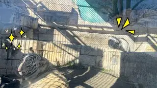 遊んでくれないお兄ちゃんに、ちょっかいをだすハクくん🐯　1月8日 東武動物公園　ホワイトタイガー