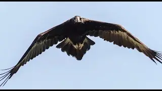 Harrier sneaks up behind a wedge tailed Eagle. 