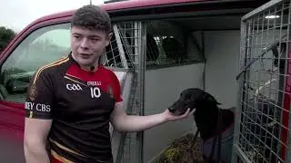 A Day in The Life of a Greyhound #Behindthetrack docuseries 4