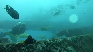Diving on Karma 10.2.18