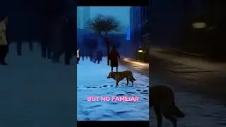 The Lost Dog&rsquo;s Journey