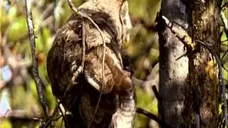 Yellowstone Wild / Yellowstone Forest: Predator's Paradise