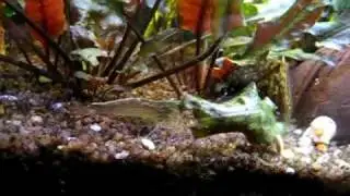 Amano shrimp trifft Antennenwels  Panzerwels und Siamesische Saugschmerlen