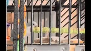 OpalineQuaker Parrot