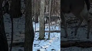 Deer up close! #deer #deerhunting #deerhunt #hunting #shorts