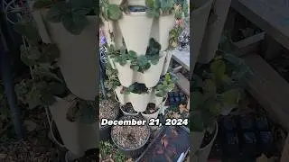 🍓Strawberry Tower☃️