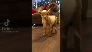 cute mountain goat playing in home #shorts #mountaingoat #babygoat