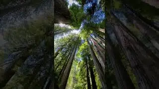 real sound of nature||| настоящий звук природы,звучит очень свежо. Страна написано в комментариях 💗🌏