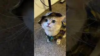 Cash&rsquo;s meow collection! - Cute and Funny kitten #cats