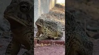 Very large toad #nature #desert #newmexico #animal #toad