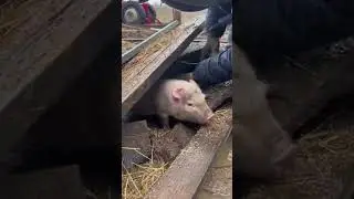 Поросёнок спасён из-под обломков обрушившегося сарая после шторма.