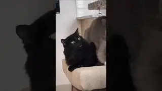 What 🙃#cat #comicalpets #funny #laughingpets #laughoutloudpets #funnycats #cute #pets #petlaughs