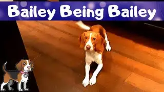 Dinner Time Routine - Bailey Being Bailey