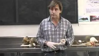 Snapper study by Massey scientist Professor David Raubenheimer