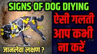 10 Critical Signs Symptoms Indicating Your Dog is Dying | Signs of Dog Illness | Things Killing Dog