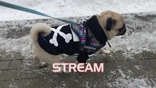 СТРИМ LIVE ДОМА ИГРАЕМСЯ. STREAM МОПС СОБАКА SEBEKPUG ПОДПИШИСЬ #pug #pugs #мопс