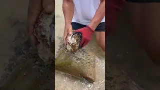 Breaking This GIANT Oyster Was TOUGH!