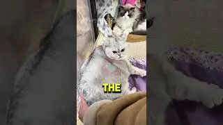 This Chunky Cat Walks Like a Mini Truck 😹🐾 You Won&rsquo;t Believe This #cute #cats #fatcat