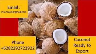 +6282292723922 coconut supplier, wholesale, buy Bulk price for export to  Saudi Arabia