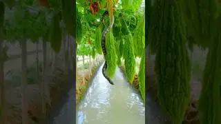 A snake is sliding down the bitter gourd vine #beautiful#nature#view #vegetables