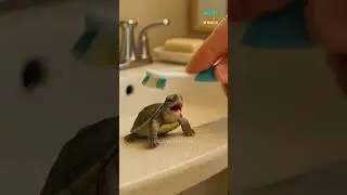 This Tiny Tickled Turtle will win your heart 😍