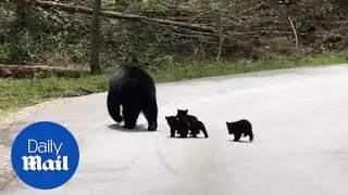 Cute moment mama bear leads her cubs across the road