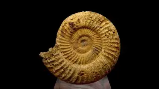 185275238262 AMMONITE Perisphinctes - Jurassic - Madagascar, Morondava Basin /black_orion666/