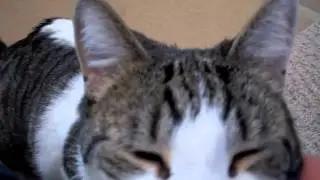 Sven a Brown and White Tabby Available for Adoption at the Wisconsin Humane Society