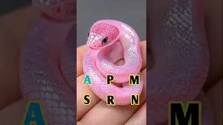#snakelovers