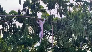 OMG..!! The cat falling down.#sleepsolution #cuteanimal #kitten #animallife #cutepet #