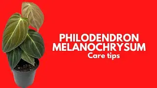 || PHILODENDRON MELANOCHRYSUM || CARE TIPS ||