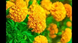 Magic Beams/พระราชนิพนธ์ - cat13