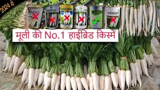 मूली की बेस्ट👌वैरायटी | हाइब्रिड मूली की No.1 किस्में🌱सफेद, लंबी, पतली, चमकदार मूली🌱Radish farming