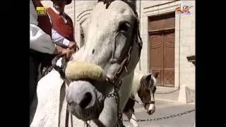 f&ecirc;te de la transhumance &agrave; pignans le 24 avril 2016 avec les destriers d'arcus